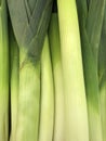 Russia. St. Petersburg. Leeks, or Pearl onions Latin Ãâ¬llium pÃÂrrum Royalty Free Stock Photo